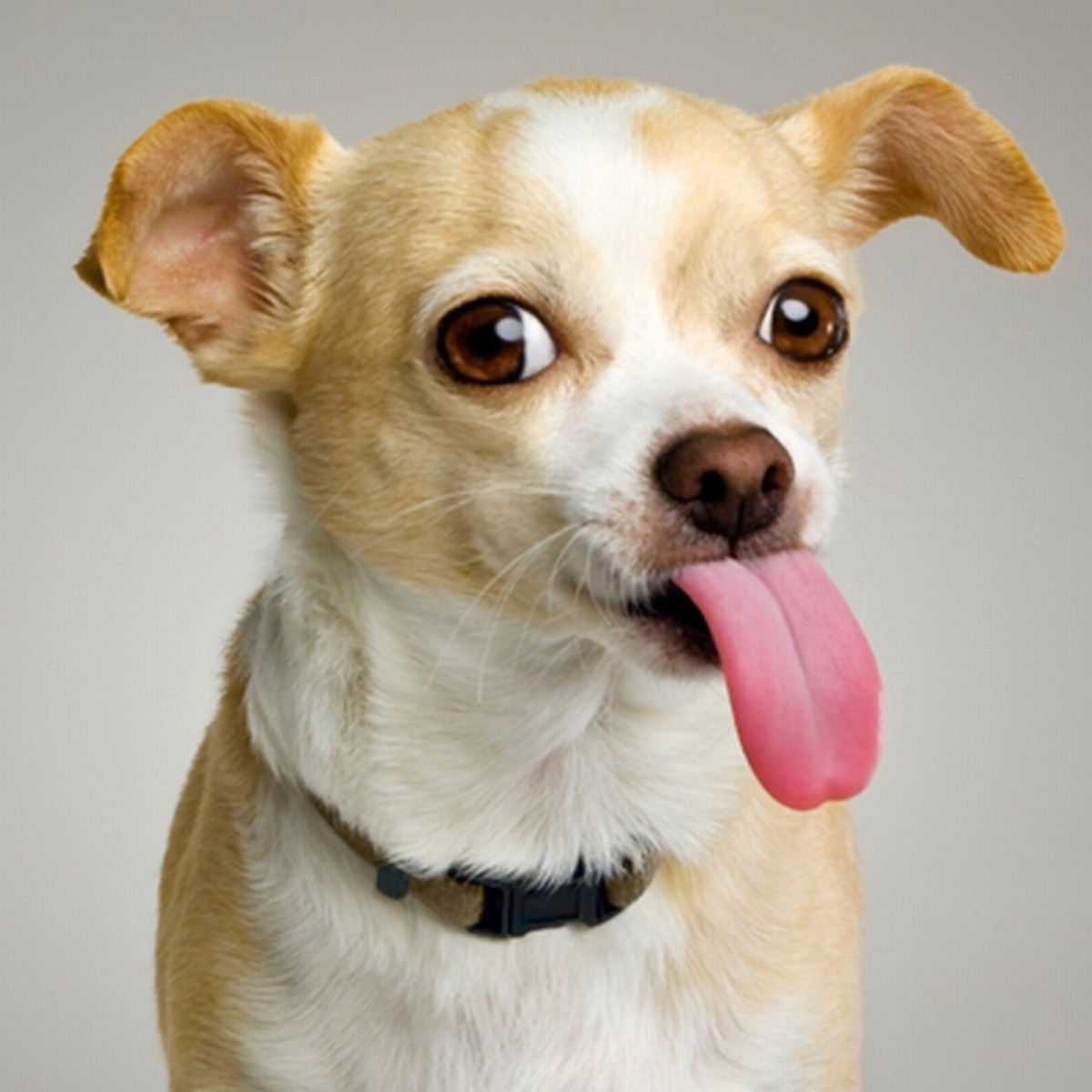 Tom's Dog (asdfmovie5 theme) - Single by The Living Tombstone album cover