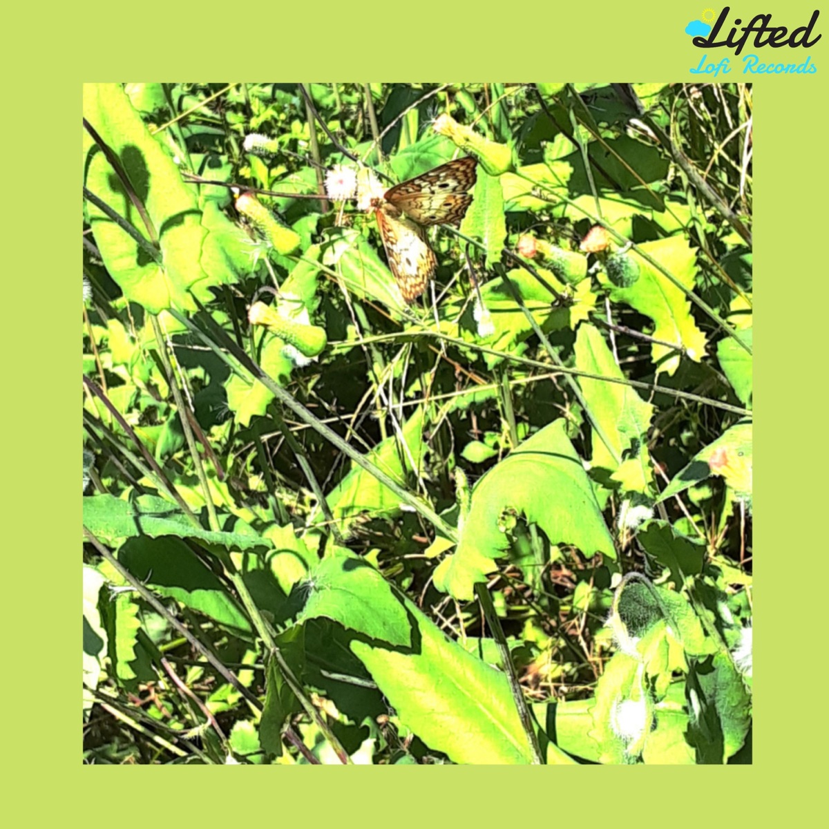 Butterfly - EP by Deek Beats & Lifted LoFi album cover