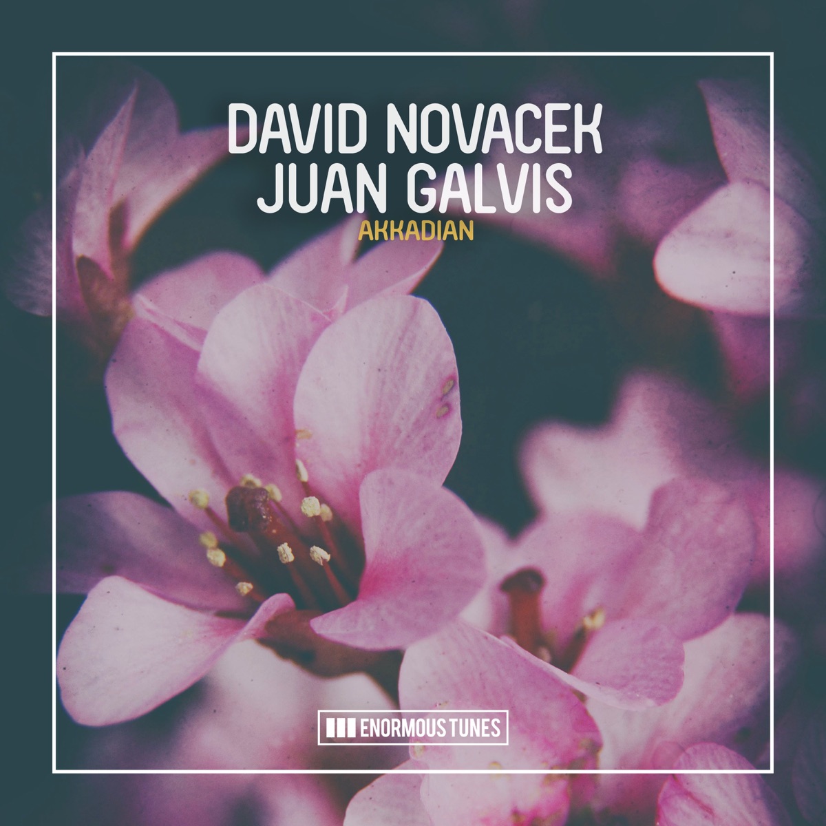 Akkadian - Single by David Novacek & Juan Galvis album cover