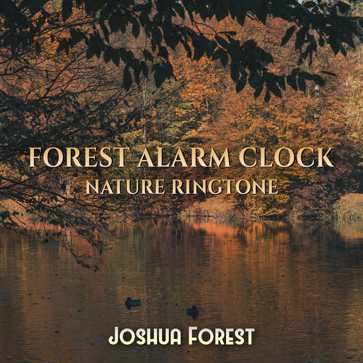 Forest Alarm Clock: Nature Ringtone – Singing Birds, Forest Sounds & Rain by Joshua Forest album cover