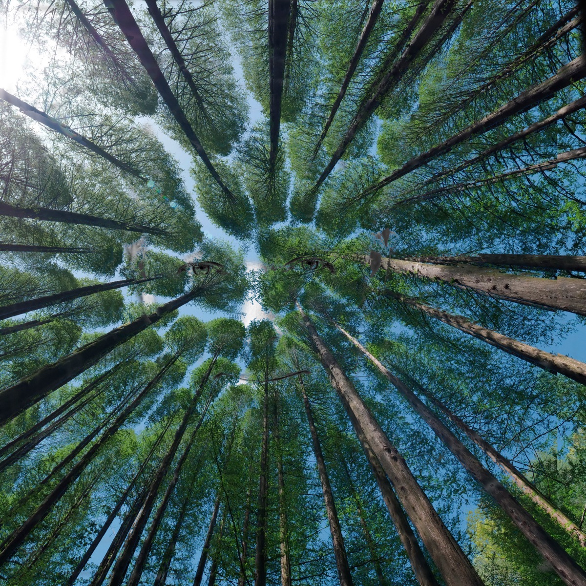 Deep Woods - Single by Robert Nilsson album cover