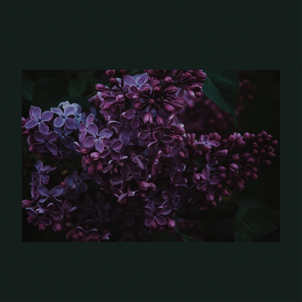 Addie - Single by Stk album cover
