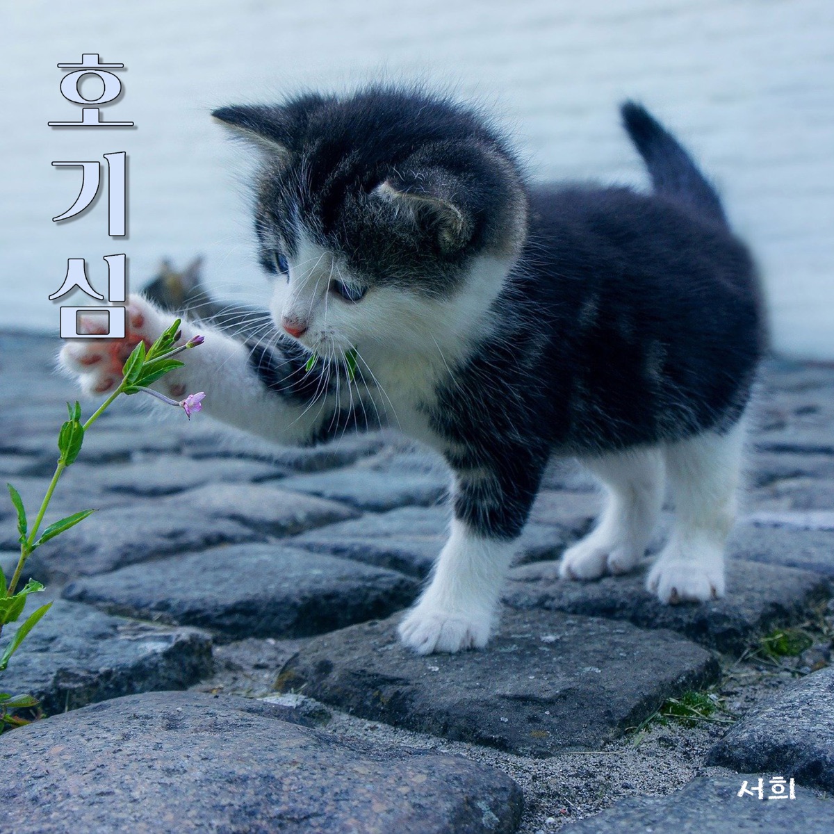 호기심 - Single by Seo Hui album cover
