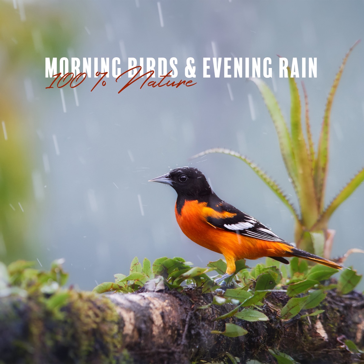 Morning Birds & Evening Rain: 100 % Nature by Jasmine Soft, Lily Zen & Olivia Mood album cover