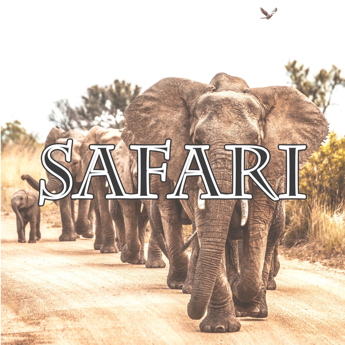 Safari - Single by YMR NIG album cover