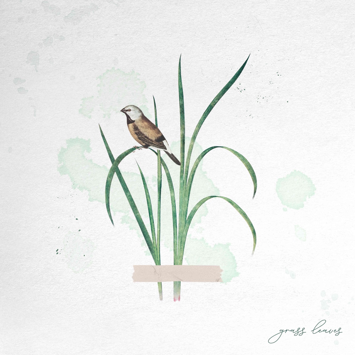 grass leaves - Single by T.Check & BƱBBLE album cover