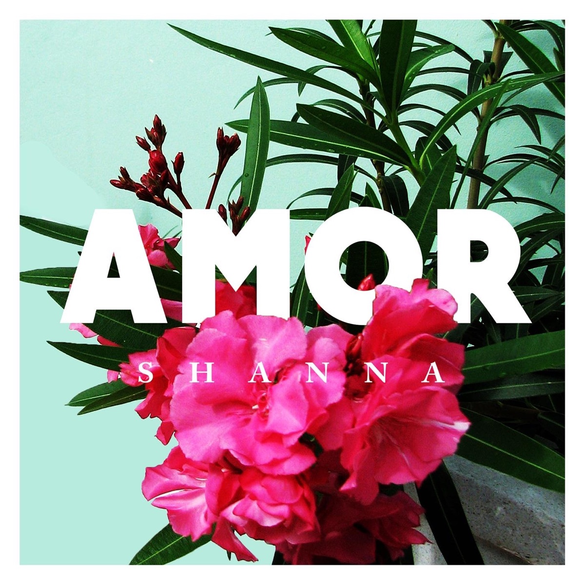 Amor - Single by Shanna album cover