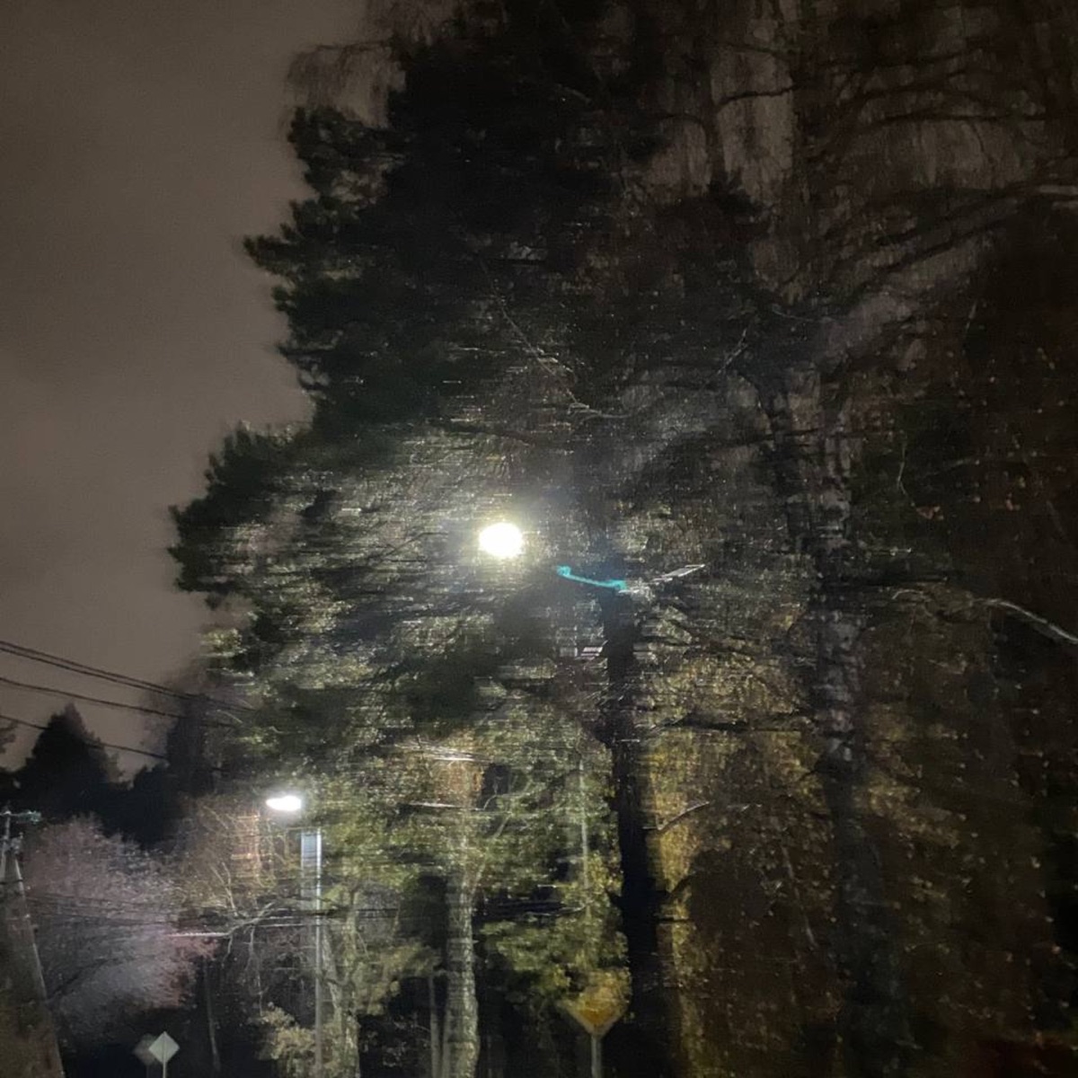 night forest - Single by lak1povsky & XEROVICHEL album cover