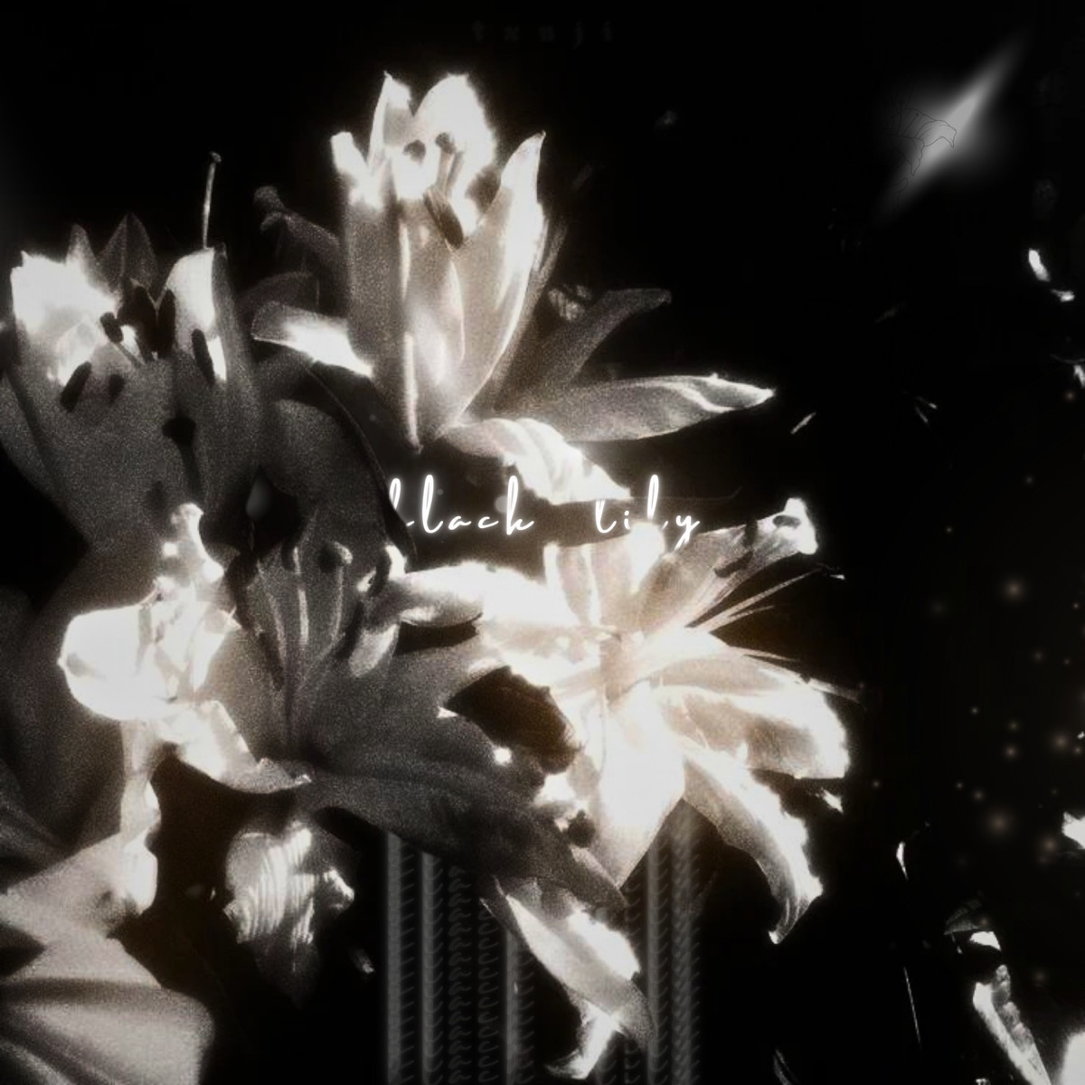 black lily - Single by TXNJI album cover