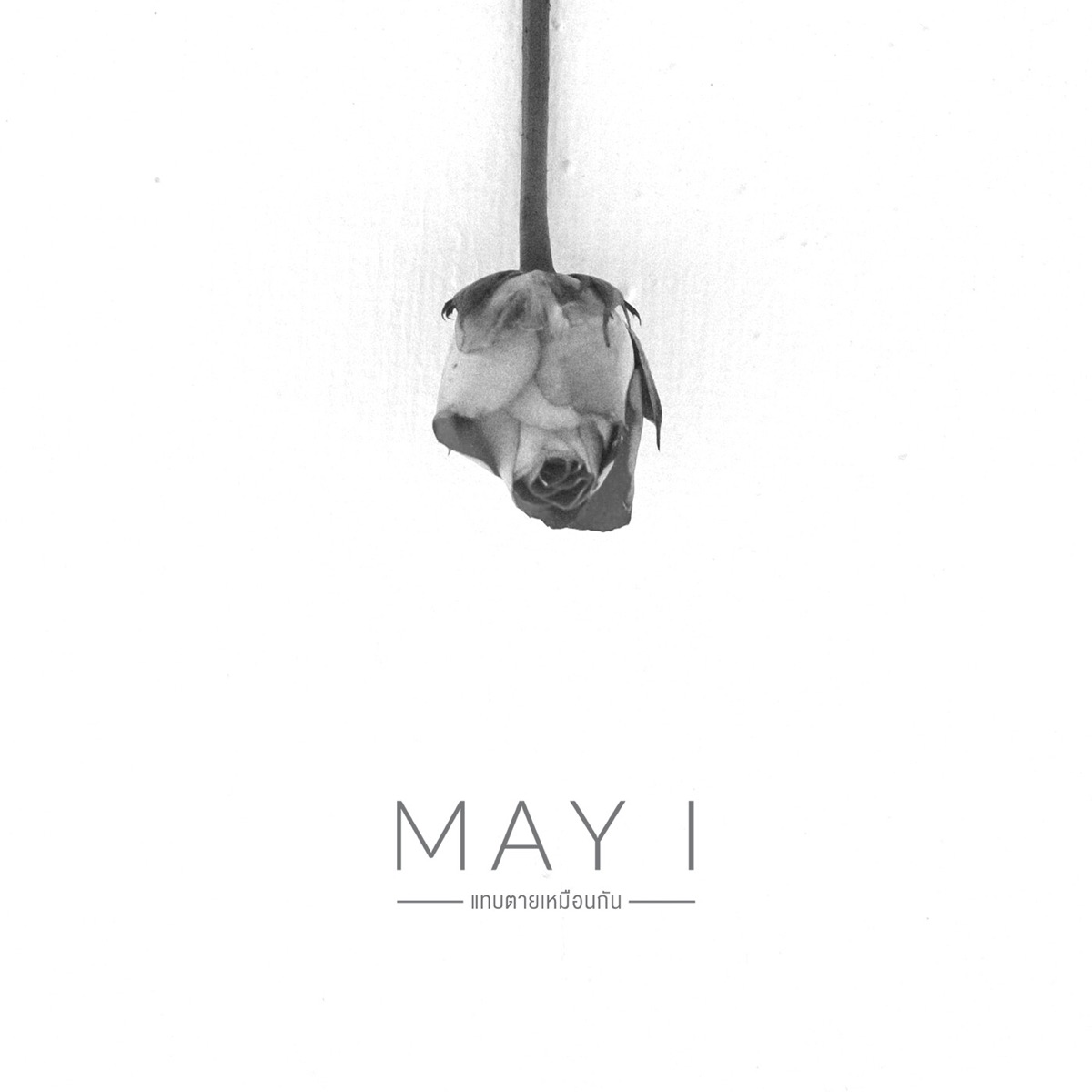 แทบตายเหมือนกัน - Single by May I album cover