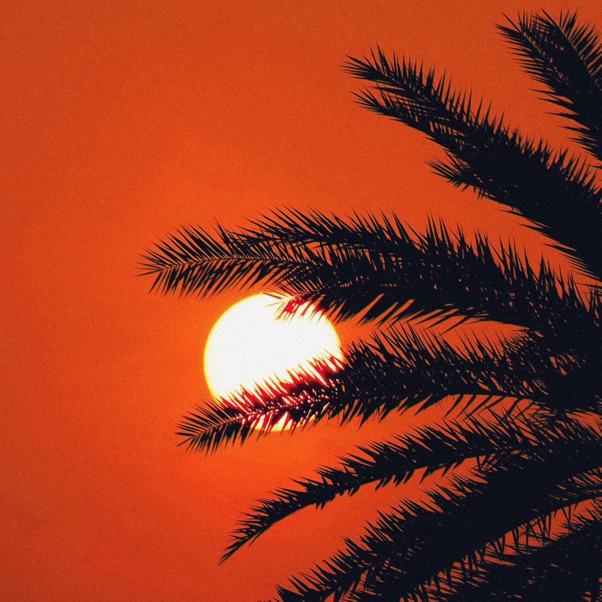 Heatwave - Single by Loopey album cover