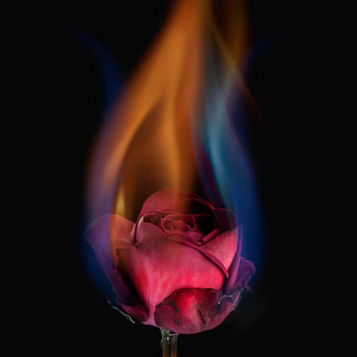 already in love :/ - Single by Elia album cover