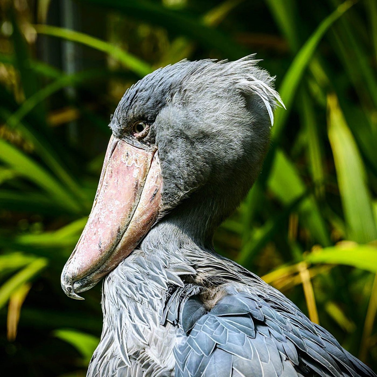 Shoebill - Single by Kallsy & Pizzu album cover