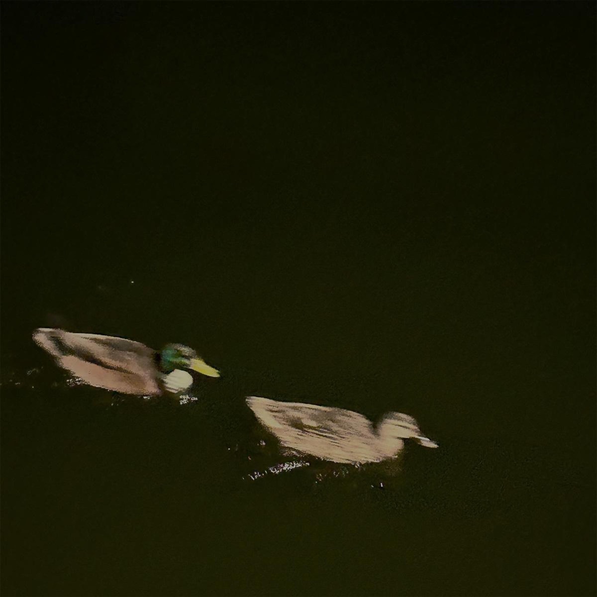 lets go away - Single by Swill album cover
