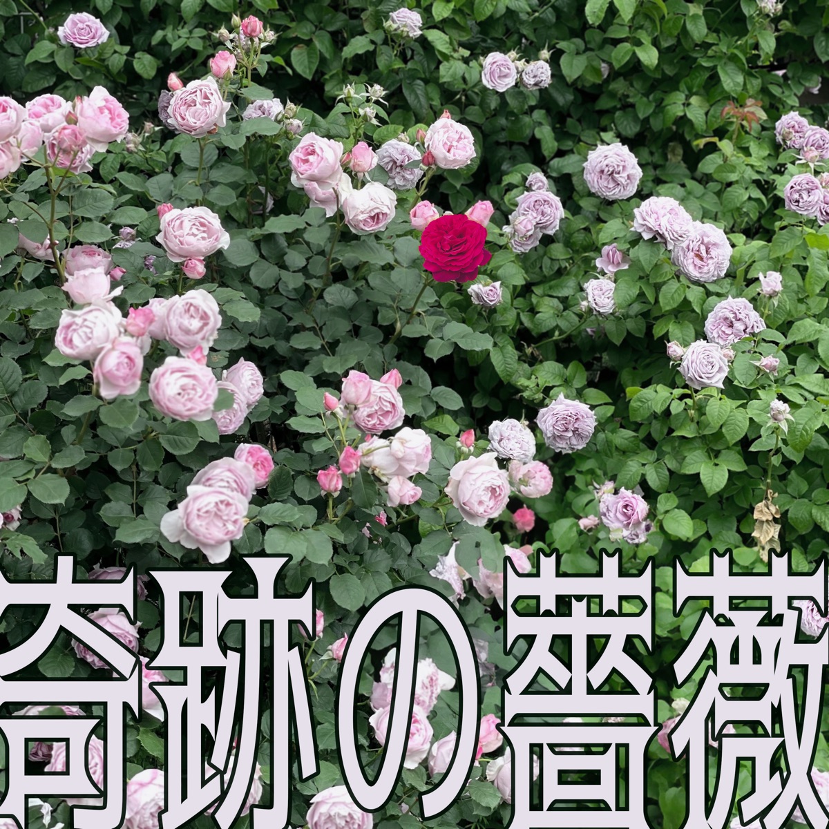 奇跡の薔薇 - Single by Ryo, SAKI, mai & Jelly Hyodo album cover